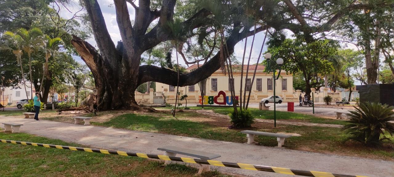 Foto 8 de 13 — Cai parte do Timburi, árvore histórica de Boa Esperança do Sul